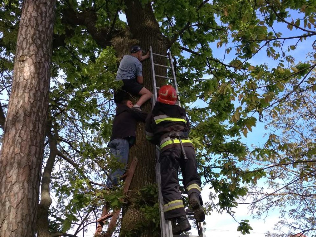 На Ровенщине мужчина полез спасать кота и застрял на дереве (ФОТО)