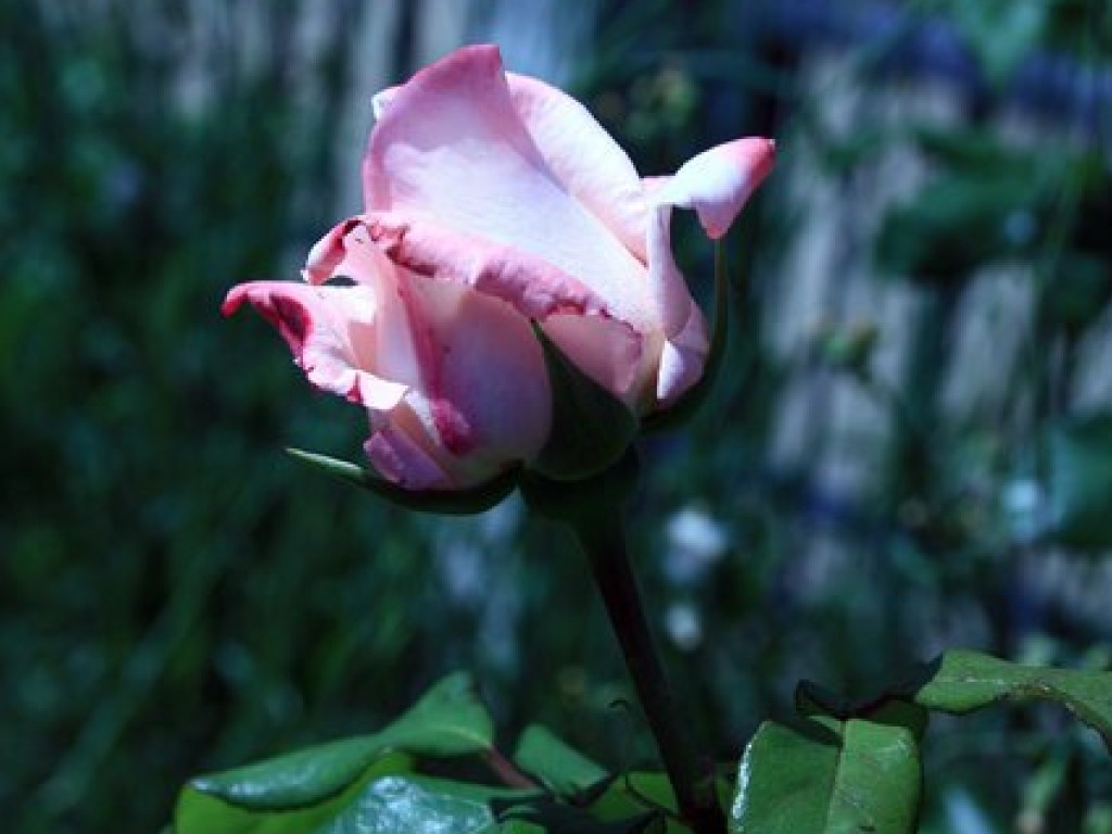 Ученые рассказали о химических процессах в цветках роз