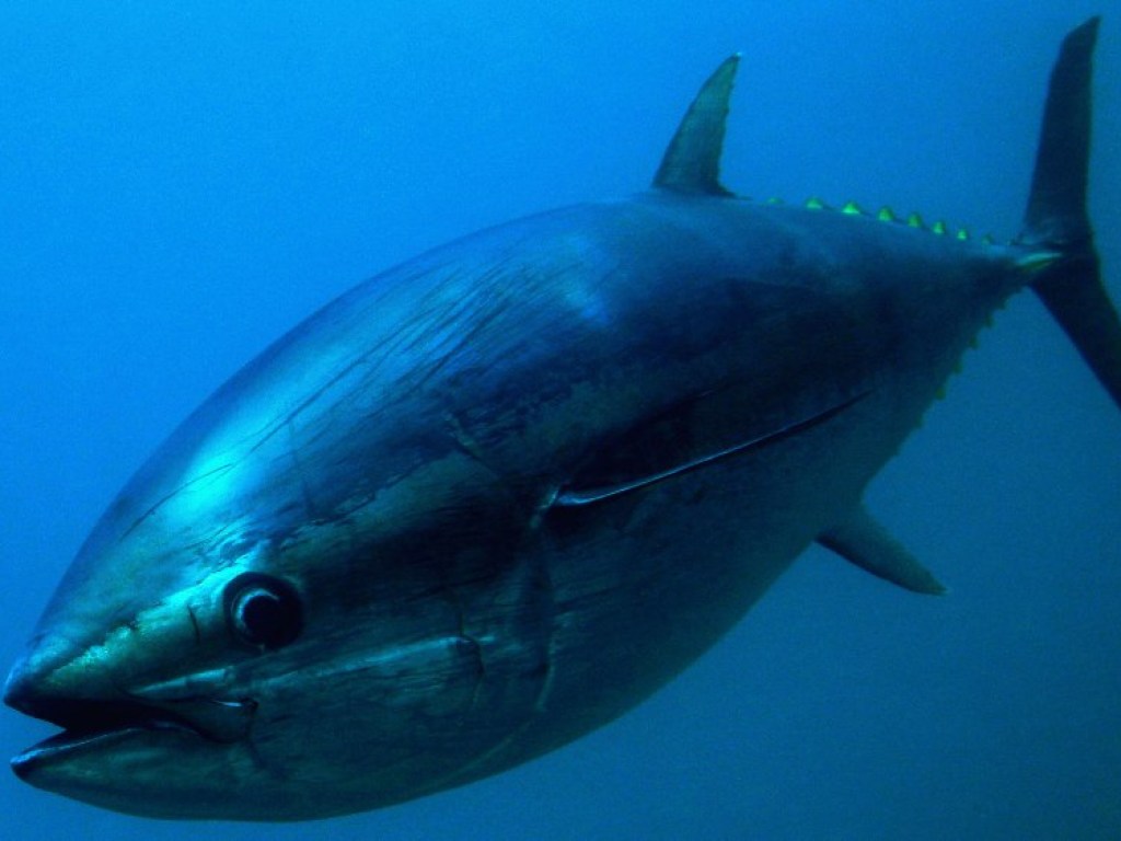 Сегодня Всемирный день тунца