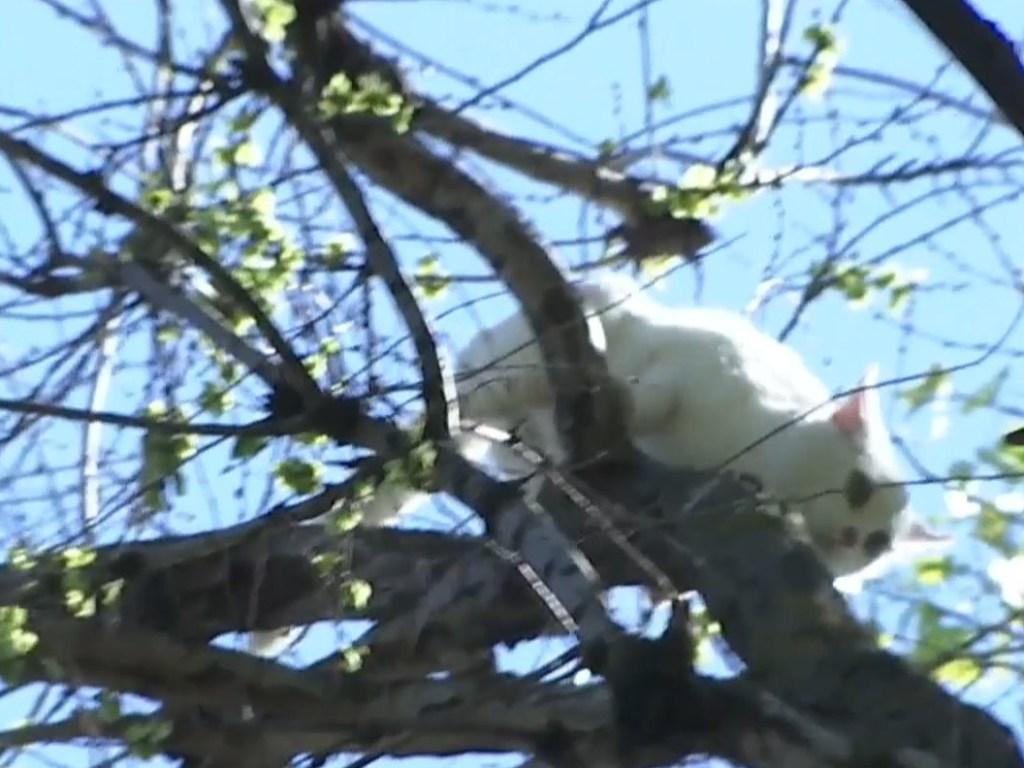Глухая кошка вскарабкалась на высокое дерево: операция по спасению Бусинки длилась неделю (ВИДЕО)