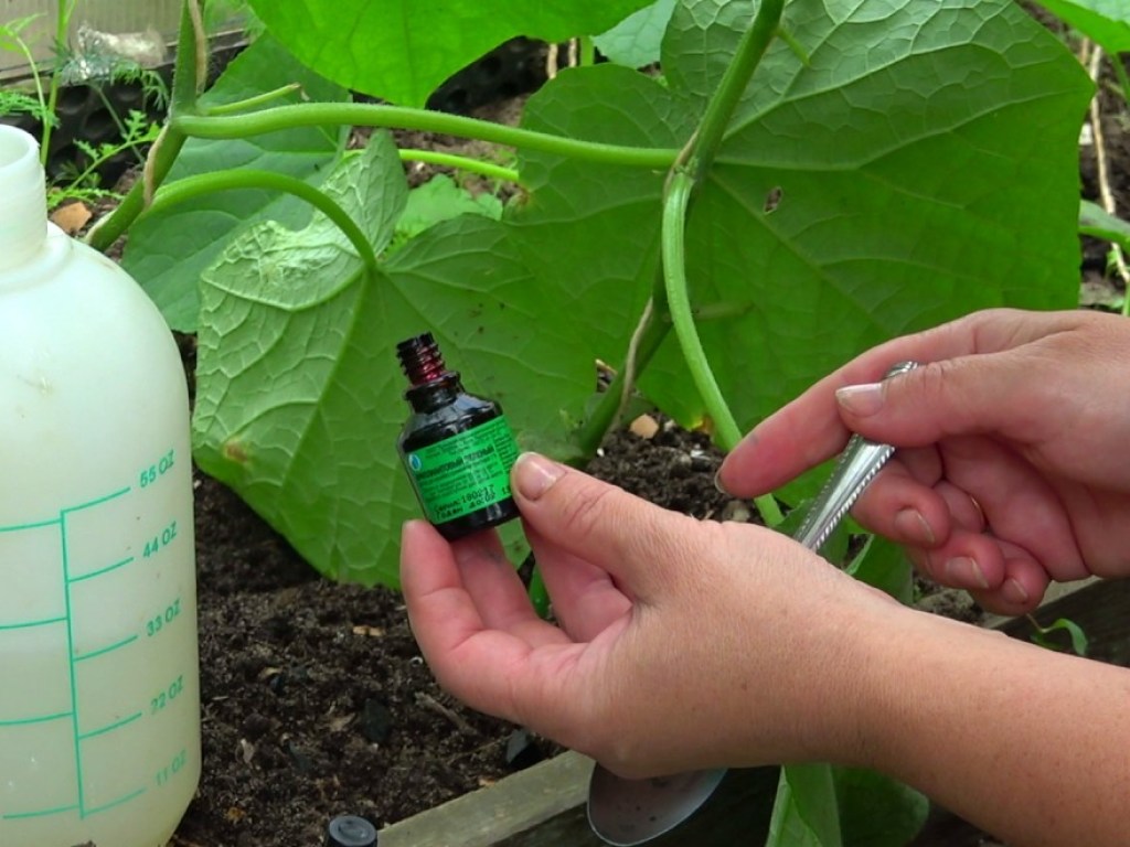 Йод и зола помогут дачникам эффективно бороться с вредителями – агроном
