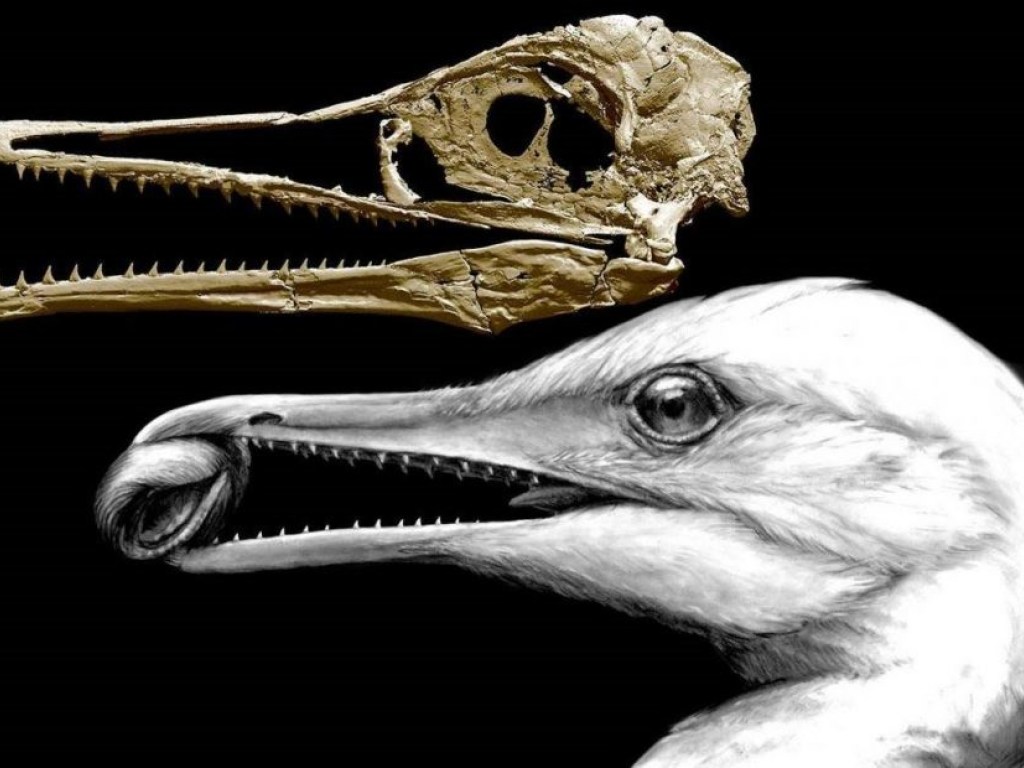 У первых птиц были зубы динозавров &#8212; ученые
