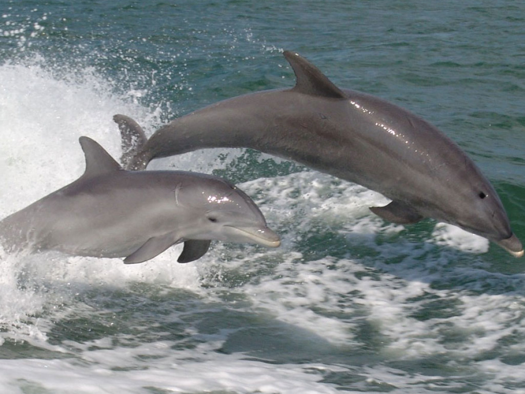 Добрый знак: в акваторию мариупольского порта вернулись дельфины (ВИДЕО)