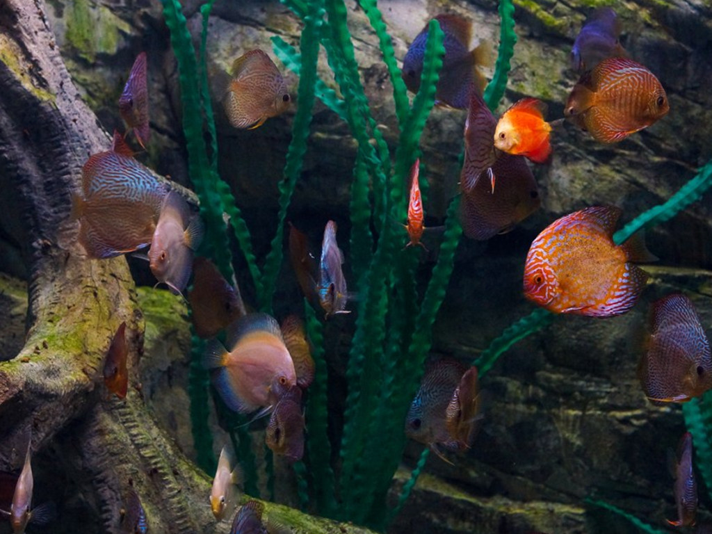 Жизнь морских существ изучат с помощью устройства на коже рыб (ВИДЕО)
