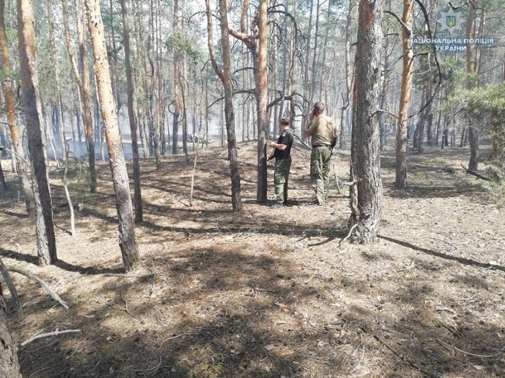 На Луганщине огнем охвачены пять гектаров леса (ФОТО)