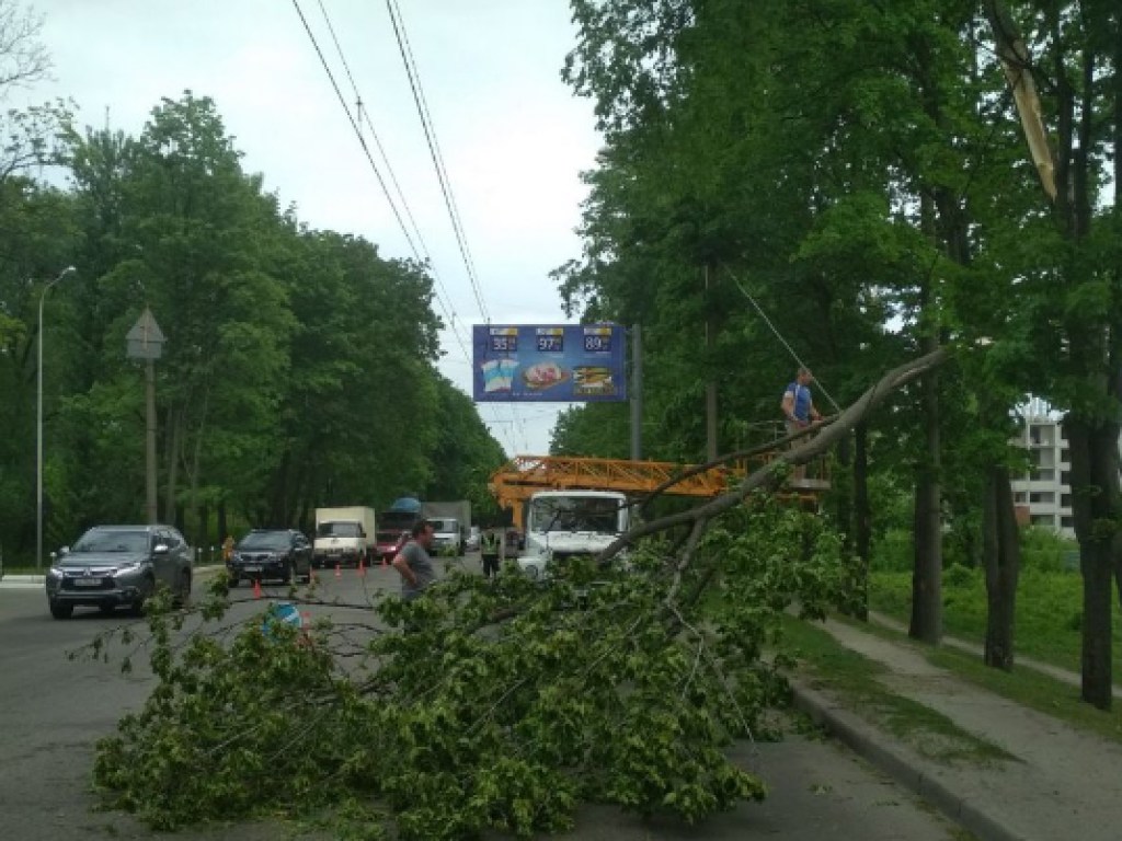 Стихия в Харькове: сильный ветер повалил дерево на проспект (ФОТО)