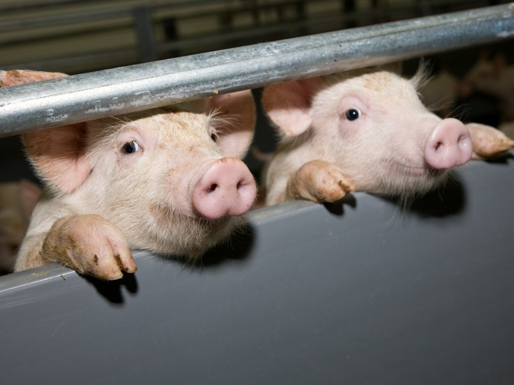Африканская чума свиней обнаружена на юге Одесской области