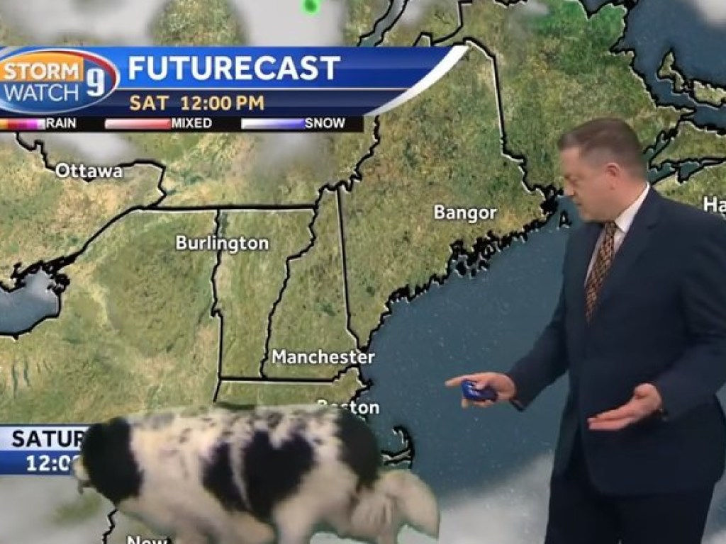Собака неожиданно появилась во время эфира прогноза погоды (ФОТО, ВИДЕО)