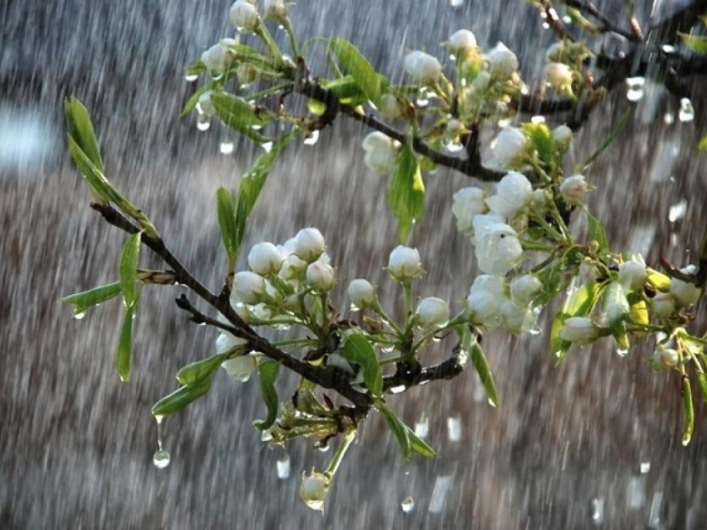 Погода на 9 мая: в Украине местами пройдут дожди