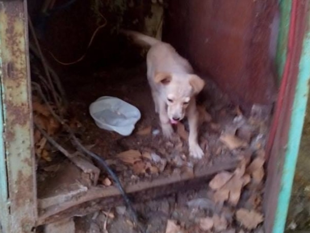 В Запорожье обнаружили щенка в трансформаторной будке (ФОТО)