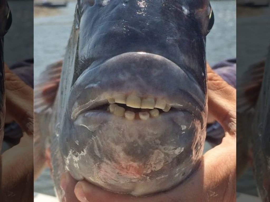 В США выловили рыбу с зубами, как у человека (ФОТО)