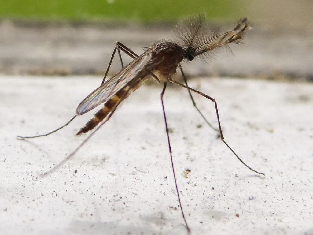 Инфекционисты предупредили о росте популяции комаров из-за теплой погоды (ВИДЕО)