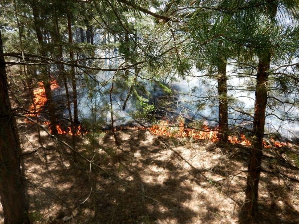 Под Северодонецком из-за обстрела загорелось 15 гектаров леса &#8212; штаб ООС (ФОТО)
