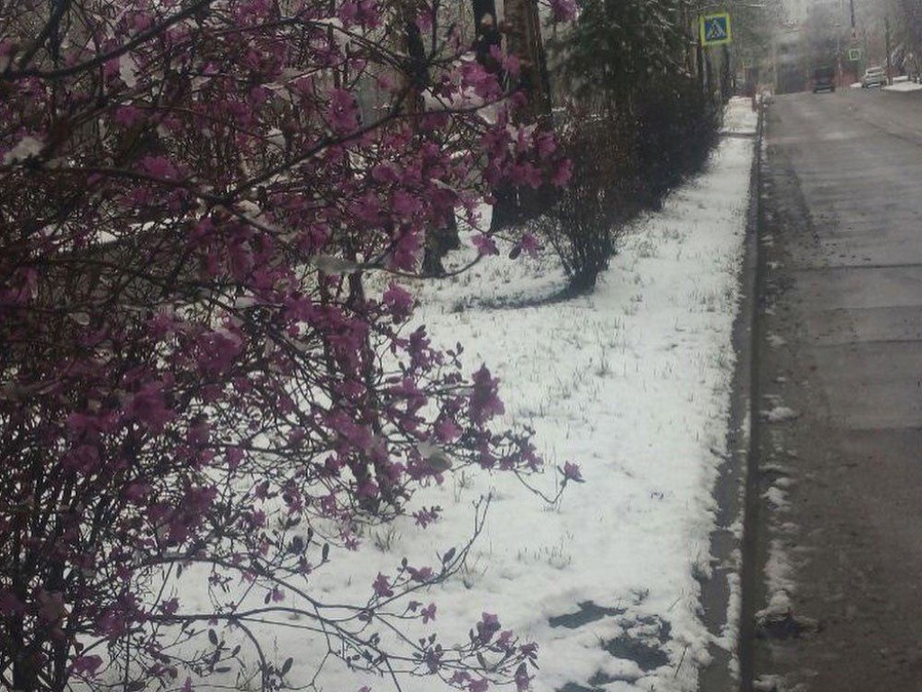 В мае в России неожиданно выпал снег (ФОТО)