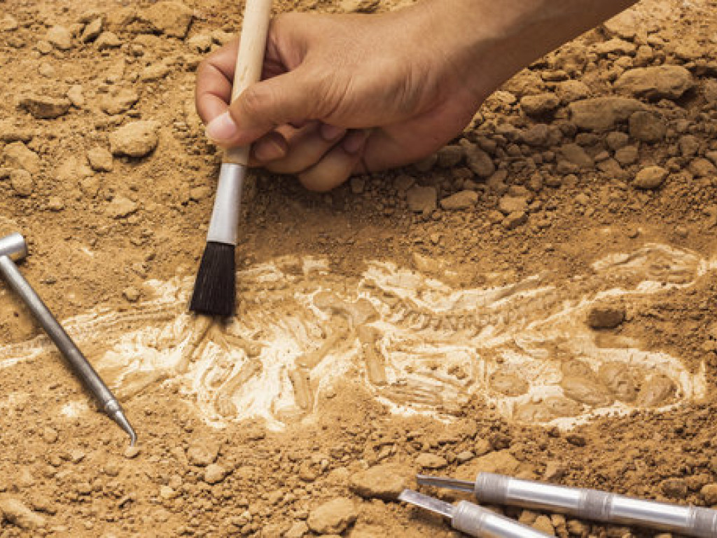 В Помпее археологи нашли древние останки животных