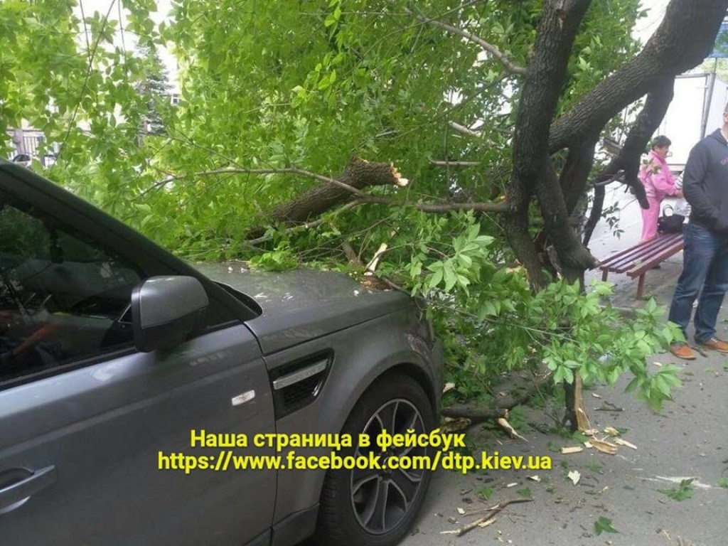 В Киеве упавшее дерево проломило капот элитного внедорожника (ФОТО)