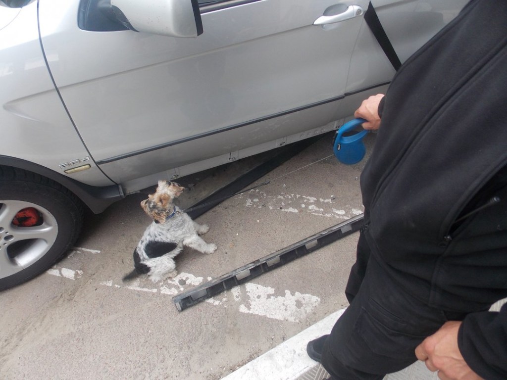 Пограничный пес помешал ввозу в Украину 26 килограммов наркотиков (ФОТО, ВИДЕО)