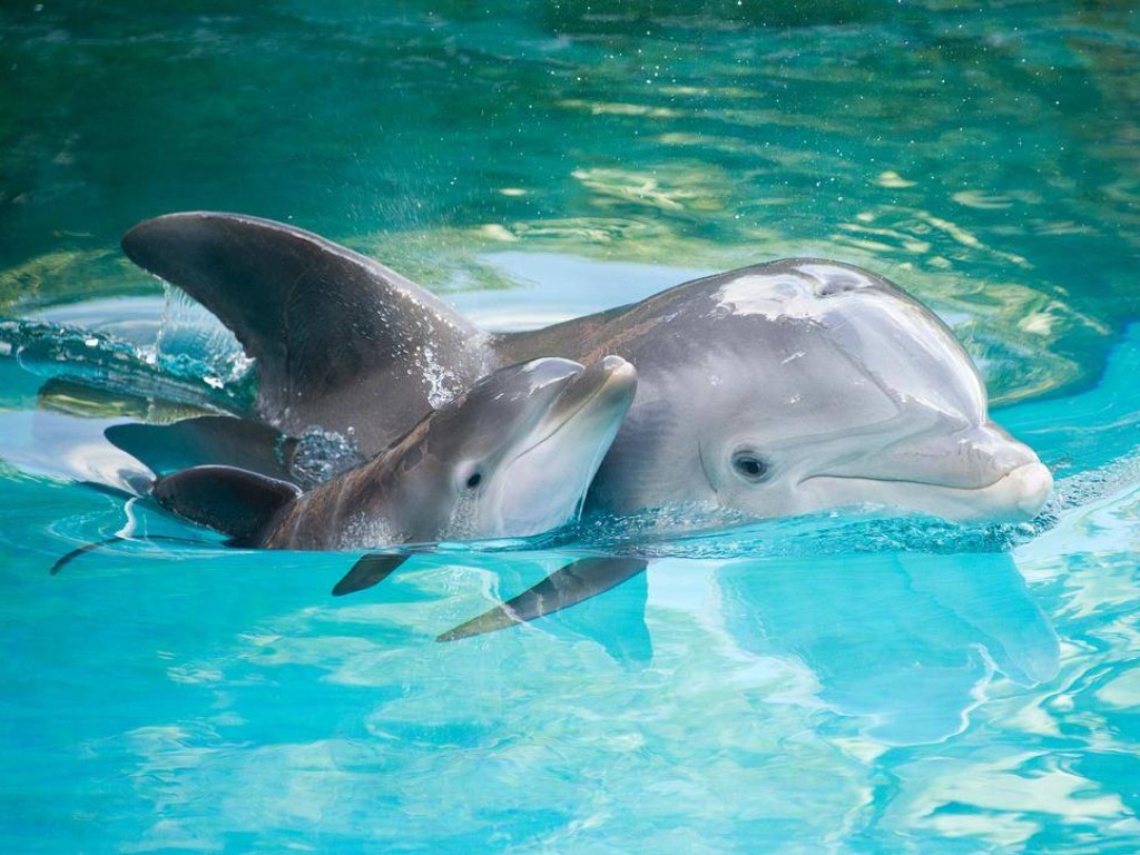 В Украине обвинили Россию в гибели боевых дельфинов в Крыму