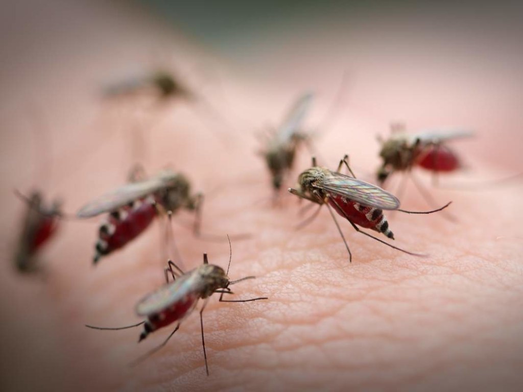 В одной из областей России бушует комариный апокалипсис (ВИДЕО)