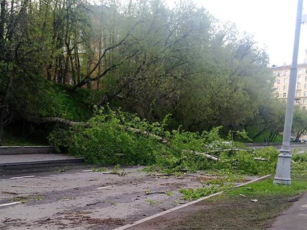 На школьников в Черкассах рухнуло дерево, четверо детей госпитализированы  (ФОТО)