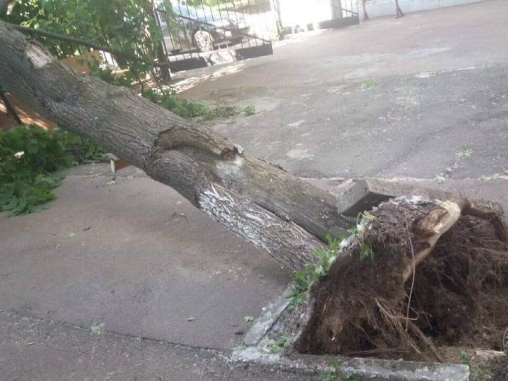На Ветряных Горах в Киеве на автомобили рухнуло дерево (ФОТО)