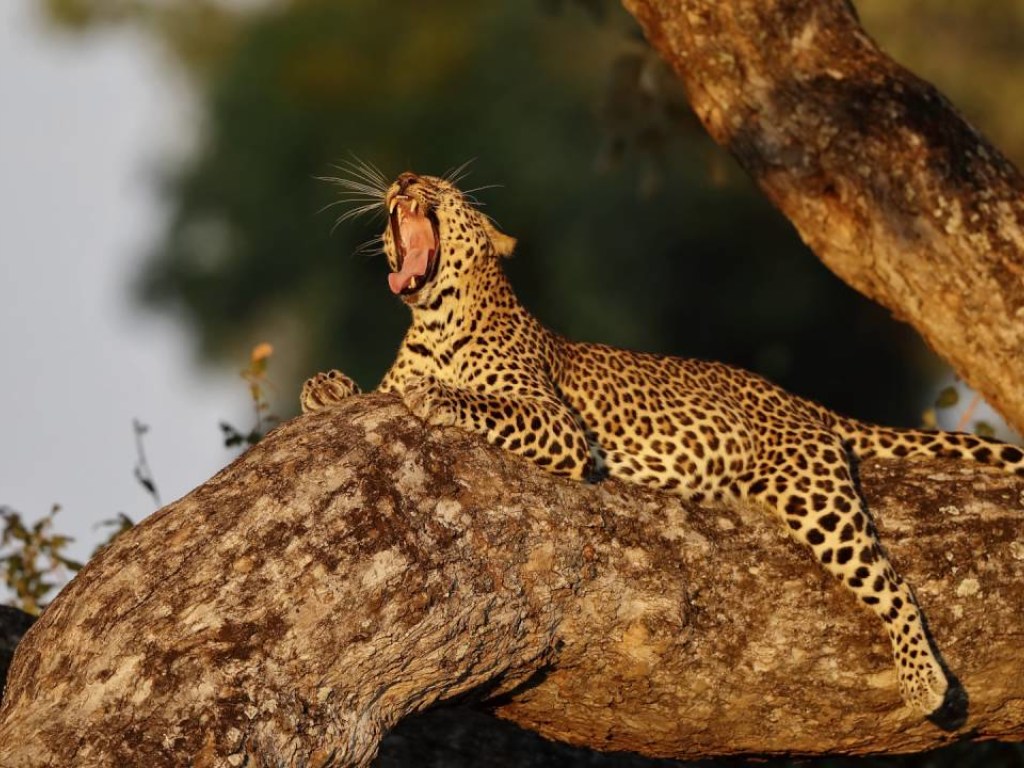 В Ботсване молодой леопард решил поиграть с ногой туриста (ВИДЕО)