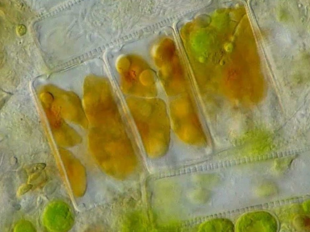 На Марсе обнаружили следы микроскопических форм жизни
