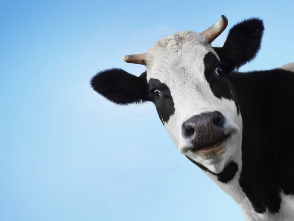 Умерла первая в мире клонированная корова