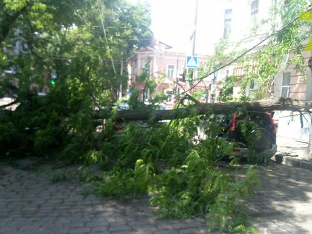 В центре Одессы дерево раздавило три машины (ФОТО)