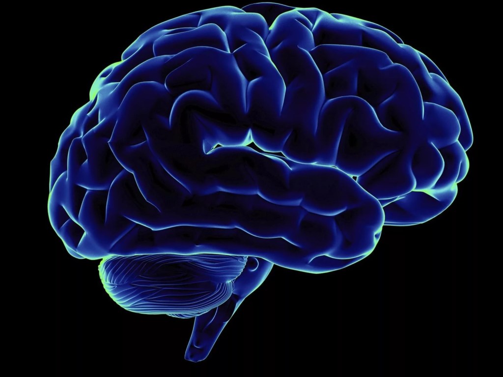 Ученые выявили общую для умных людей особенность мозга