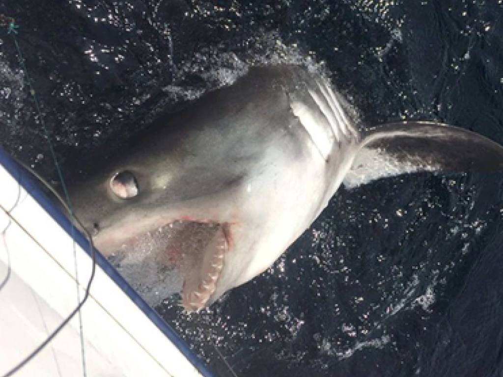 В Северном море три британских рыбака почти час боролись с акулой (ФОТО)