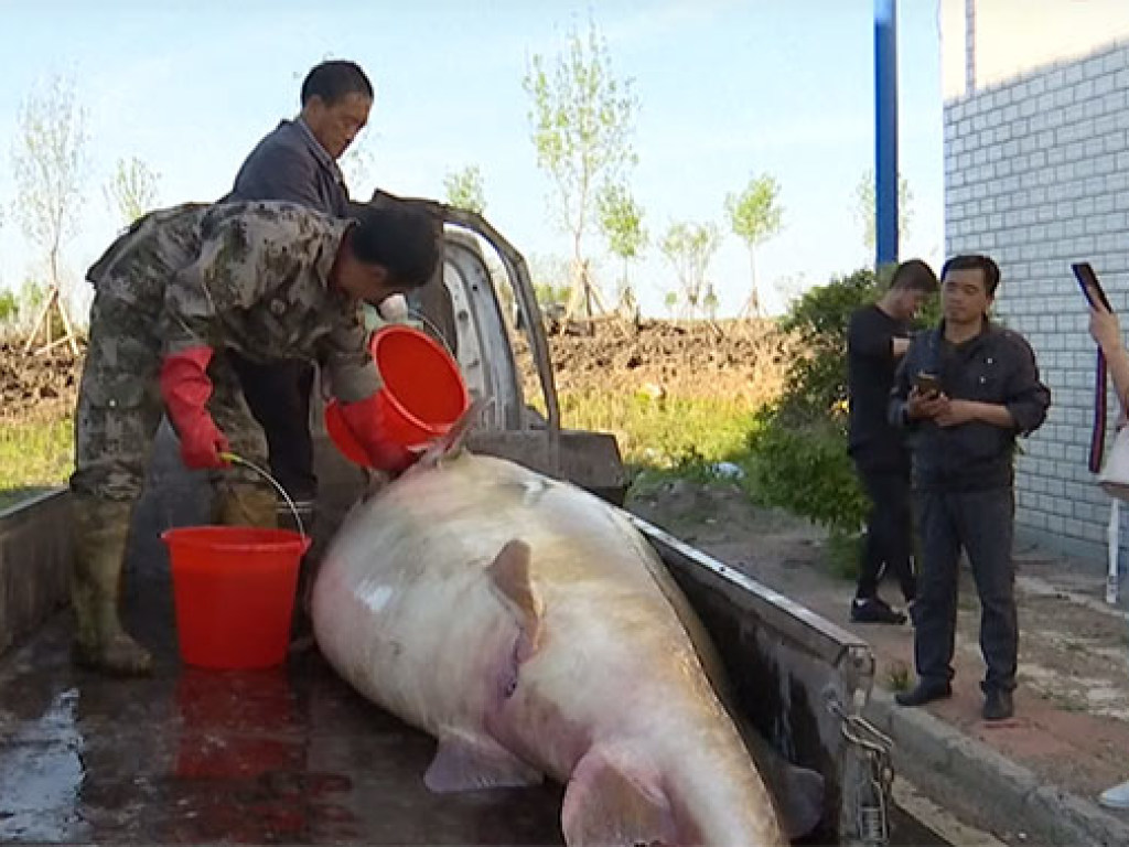 В Китае поймали 100-летнюю рыбу весом 617 килограммов (ФОТО, ВИДЕО)