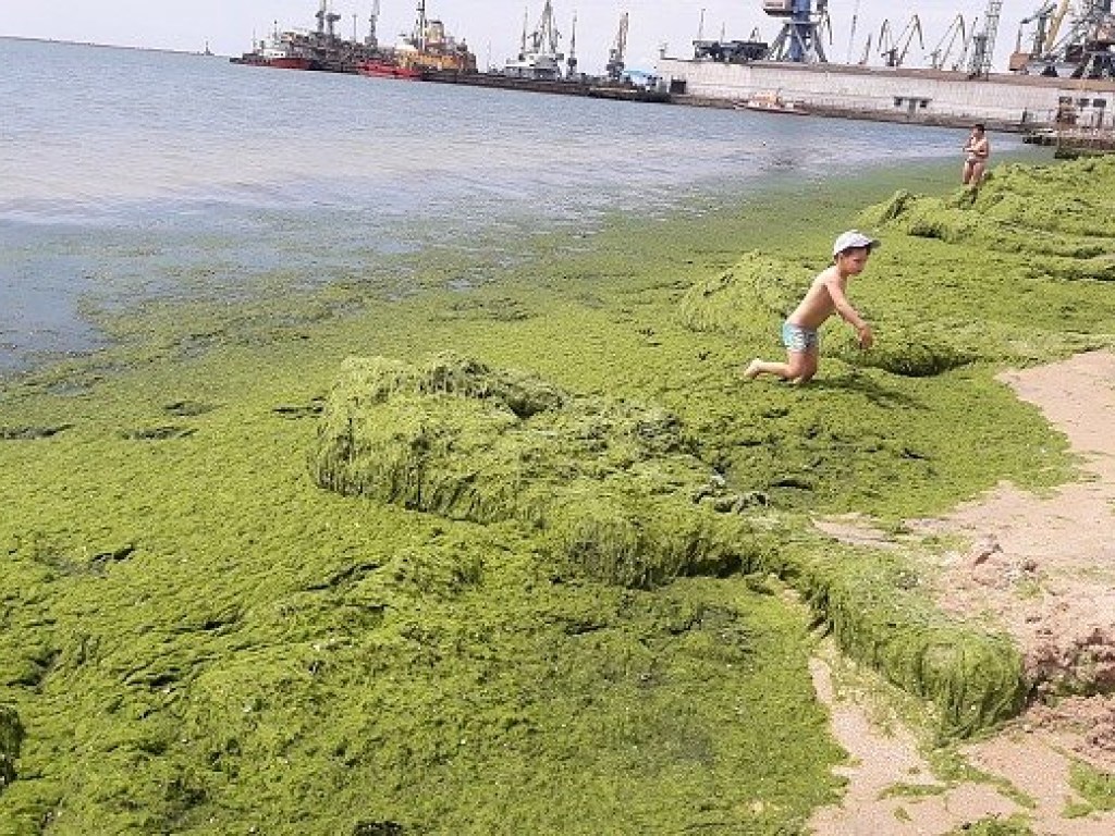 На курорте Азовского моря вода превратилась в зеленую жижу (ФОТО)