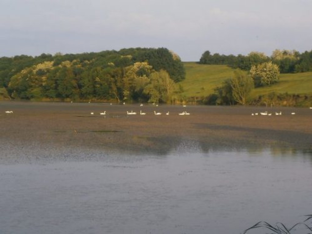 В Черкасской области местный пруд облюбовали сотни лебедей (ФОТО)