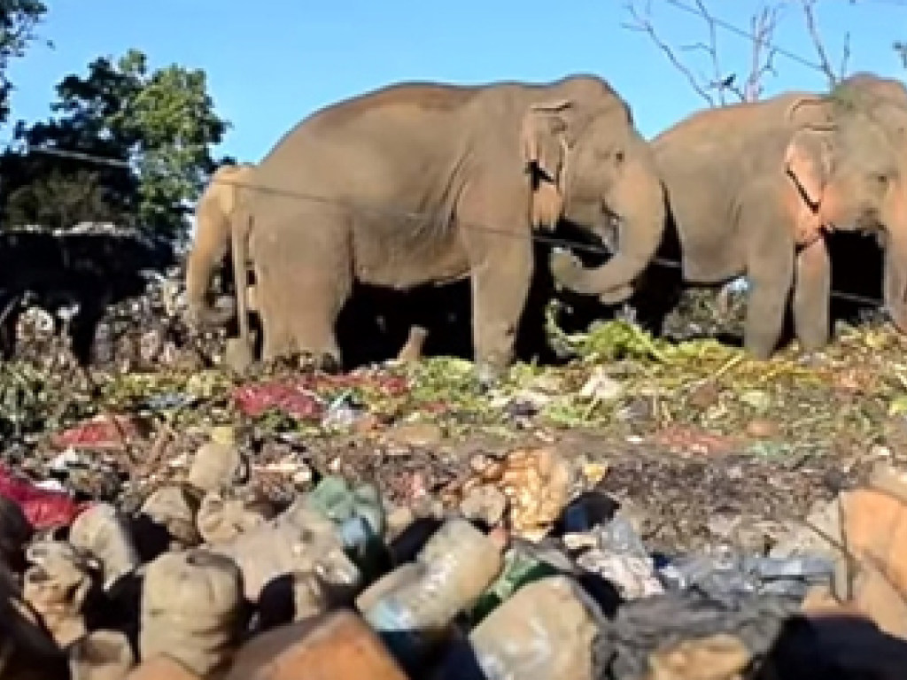 Шокирующая картина: на Шри-Ланке слоны питаются мусором (ФОТО, ВИДЕО)