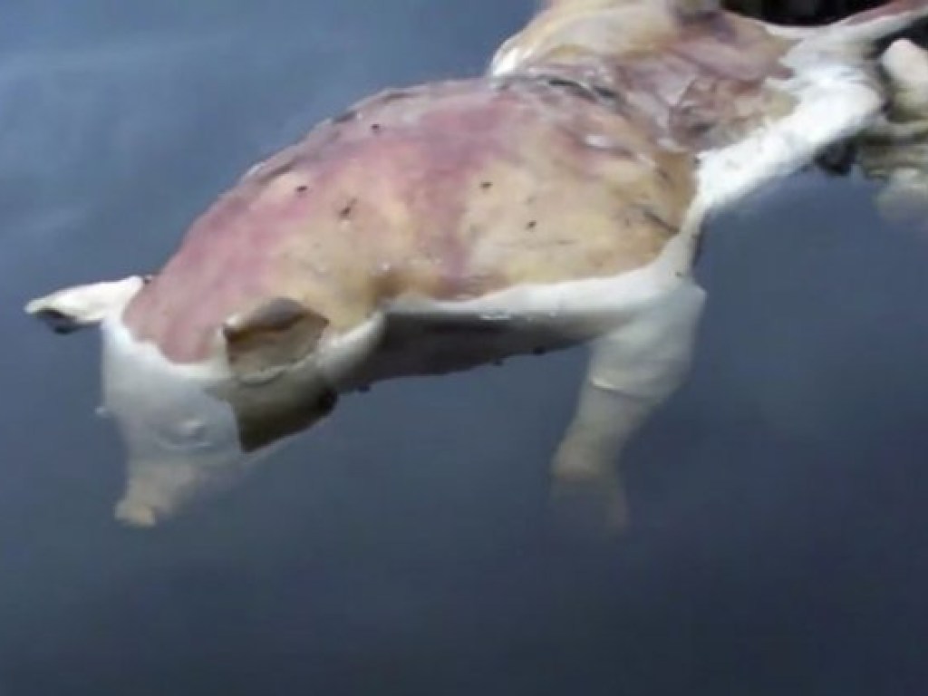 Дрейфующее тело свиньи с человеческими руками обескуражила американских рыбаков (ФОТО, ВИДЕО)