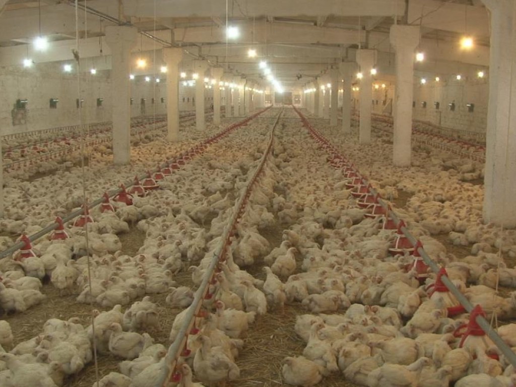 В Украине при выращивании птицы используют антибиотики, которые приводят к аллергии &#8212;  эксперт