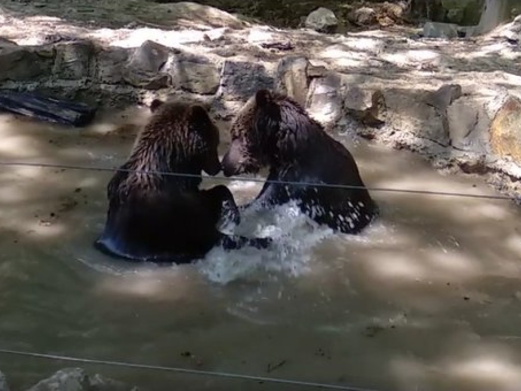На Прикарпатье двое медведей подурачились во время водных процедур (ФОТО, ВИДЕО)