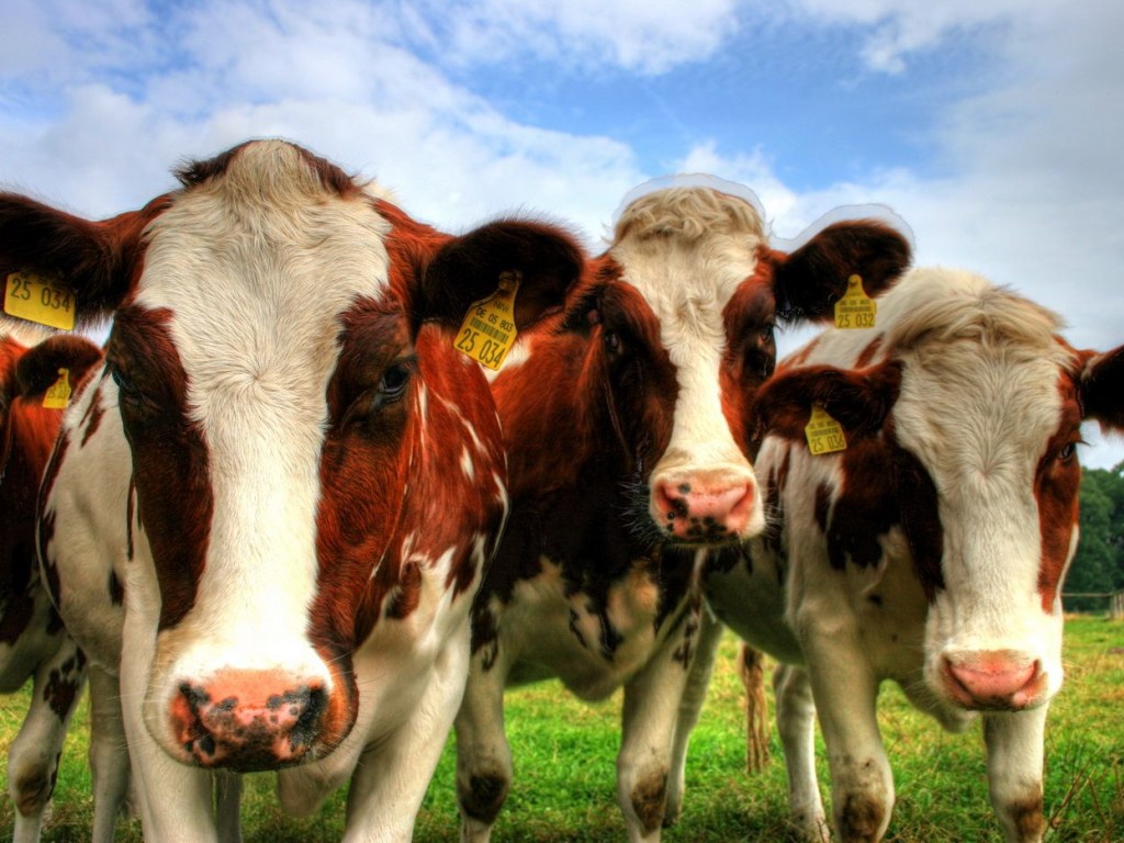 Информация о массовом отравлении и гибели 16 коров на Прикарпатье не подтвердилась &#8212; райадминистрация