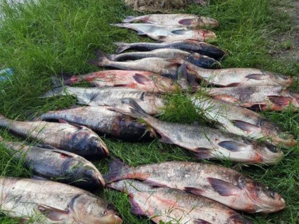 На Кременчугском водохранилище браконьер выловил 150 кг рыбы (ФОТО)