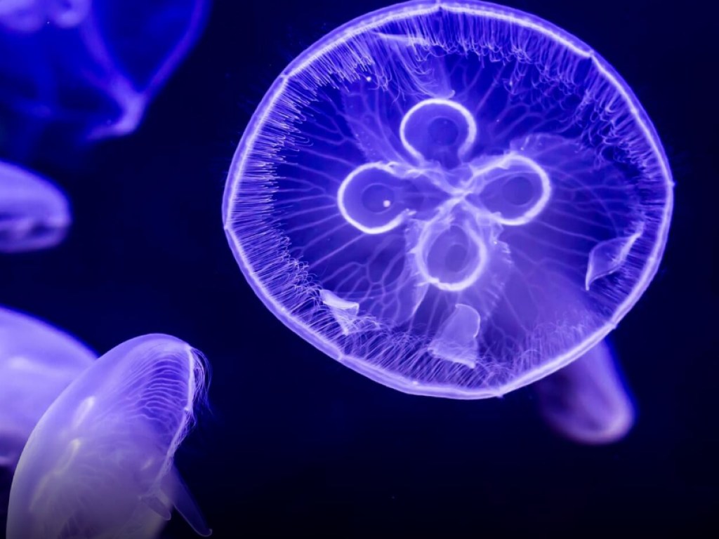 Ученые сделали чипсы из медуз