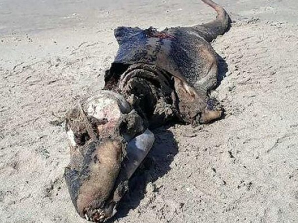 На побережье Уэльса выбросило неизвестное морское существо (ФОТО)