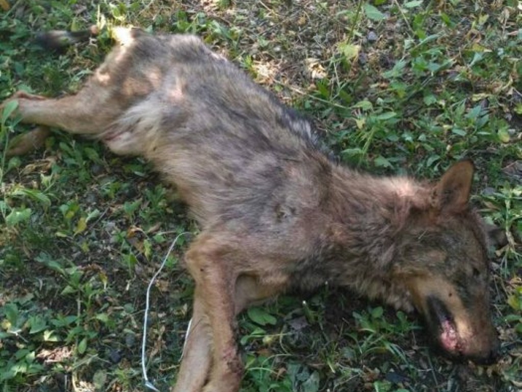 В Новой Одессе взбесившийся волк напал на собаку и бросался на людей, животное застрелили (ФОТО)