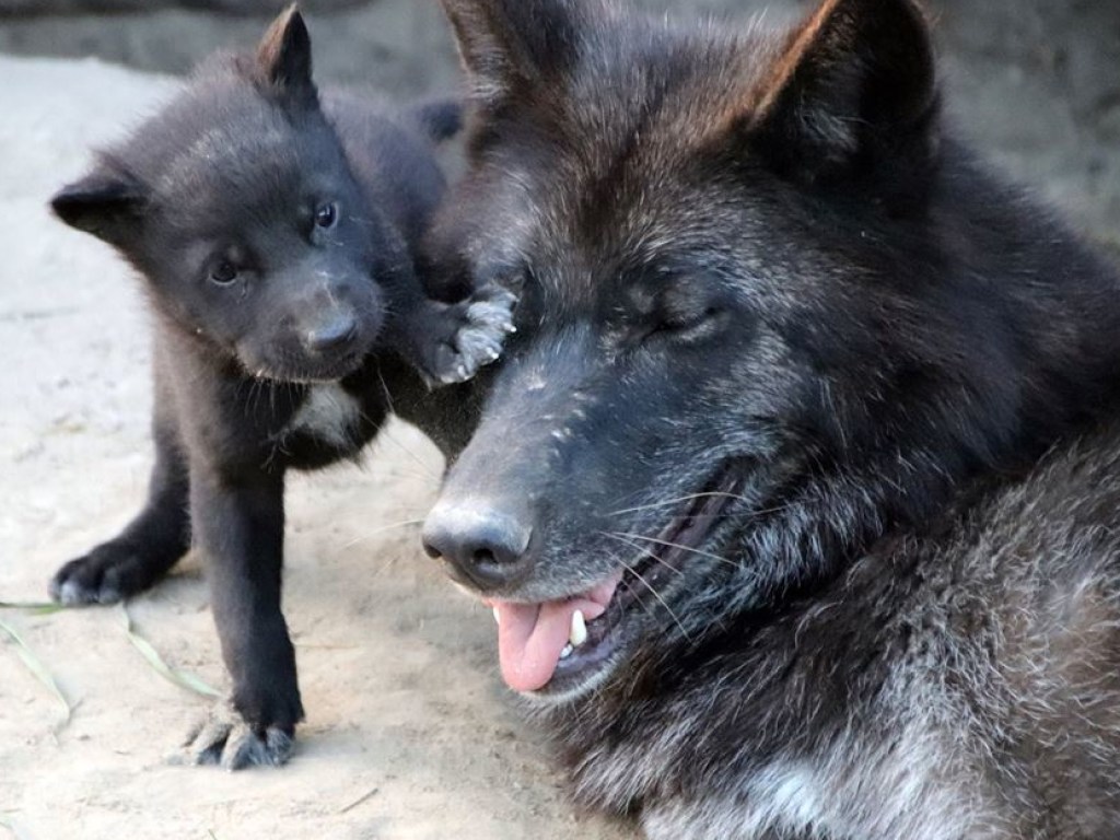 Под Киевом в зоопарке родились черные волчата с голубыми глазами (ФОТО)