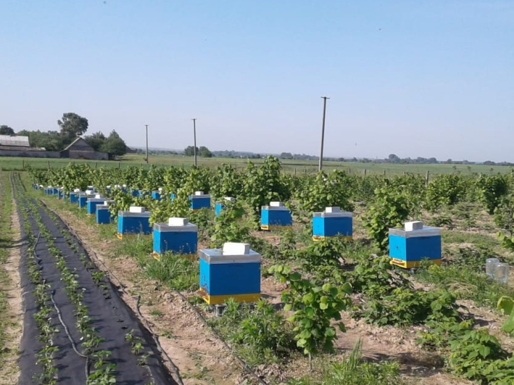 На Волыни после опрыскивания рапса химикатами погибло 400 пчелиных семей (ФОТО)