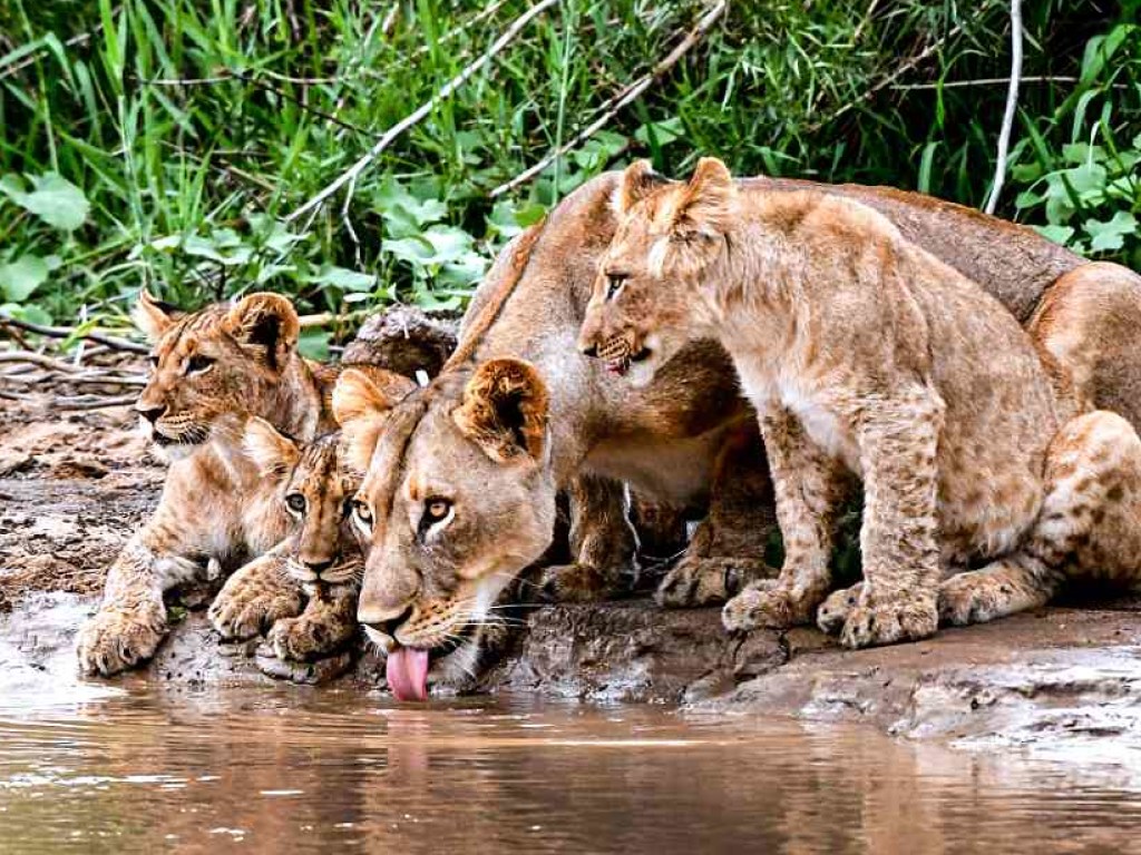 В Сети выложили фото, на которых львица обучала детенышей охотиться