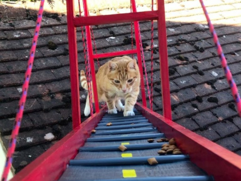 Британец построил своему коту настоящий мост «Золотые ворота» (ФОТО, ВИДЕО)