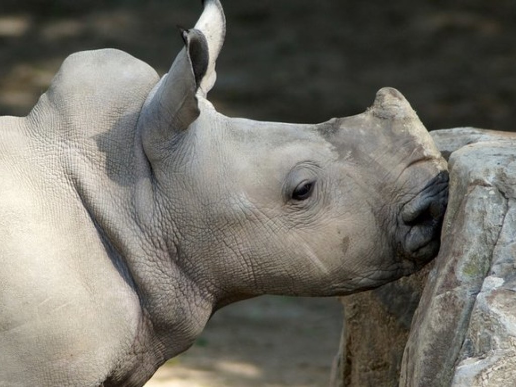 Ученые начинают клонировать белых носорогов, чтобы спасти вид