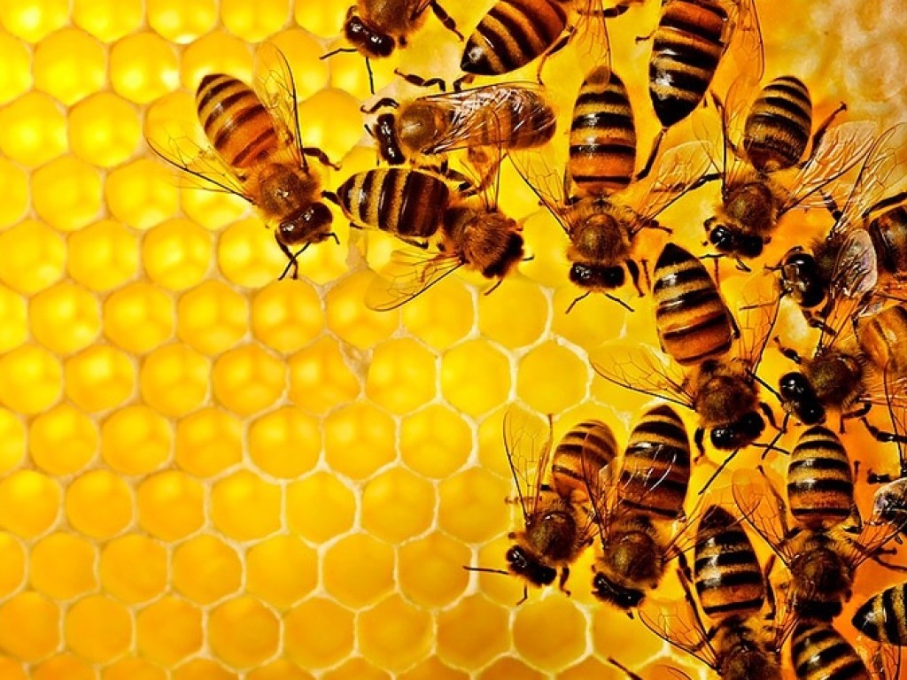 Ученые бьют тревогу: на Земле могут исчезнуть пчелы