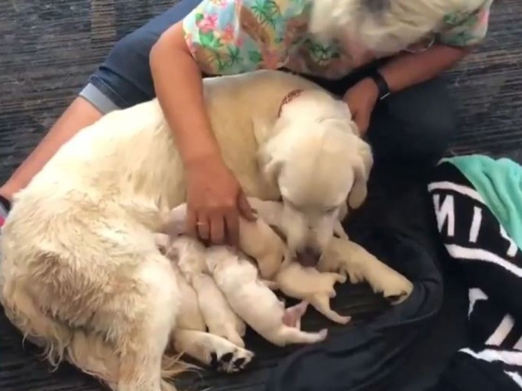 Собака родила в аэропорту перед самым отлетом 8 щенков (ФОТО, ВИДЕО)